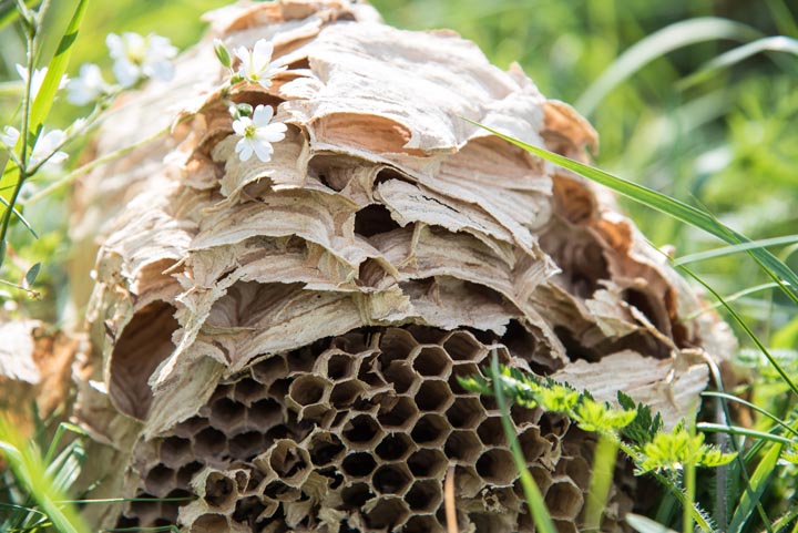 「佐賀県嬉野市」キイロスズメバチ駆除の画像イメージ