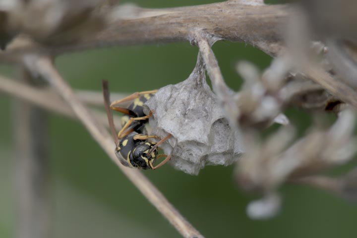 「岡山県高梁市」ヒメスズメバチ駆除の画像イメージ