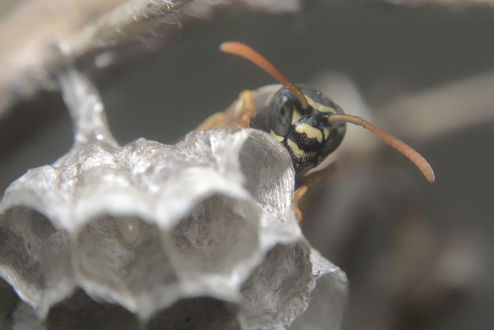 「枕崎市恵比須町」キイロスズメバチ駆除の画像イメージ