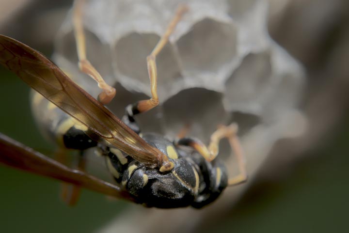 「臼杵市野津町山頭」オオスズメバチ駆除の画像イメージ
