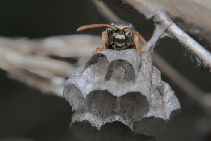 「小城市芦刈町道免」ヒメスズメバチ駆除の画像イメージ