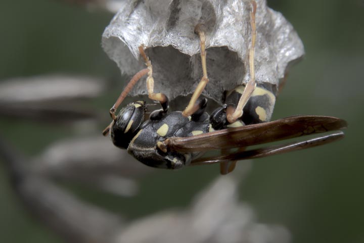 「岡山県高梁市」キイロスズメバチ駆除の画像イメージ