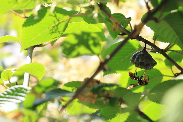 「日置市伊集院町中川」ミツバチ駆除の画像イメージ