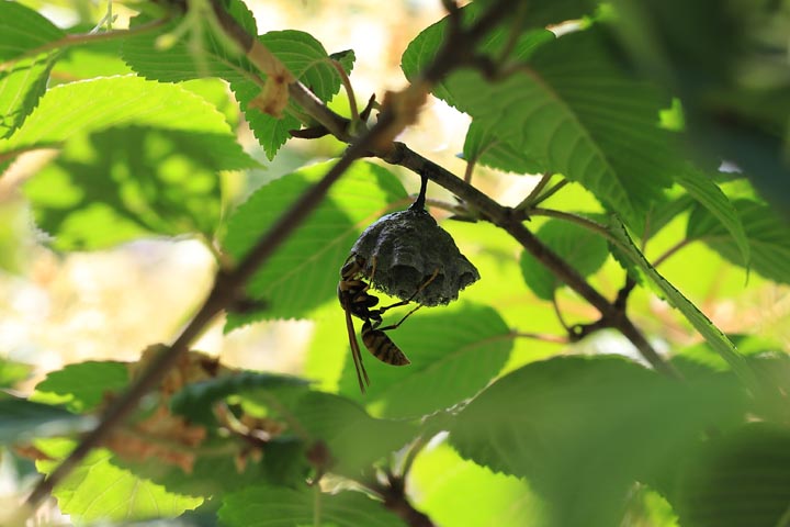 「赤磐市広戸」ヒメスズメバチ駆除の画像イメージ