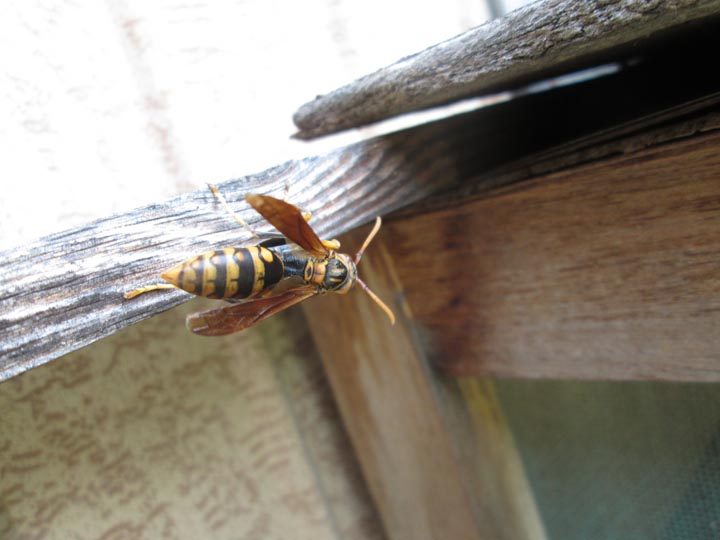 「広島県東広島市」コガタスズメバチ駆除の画像イメージ