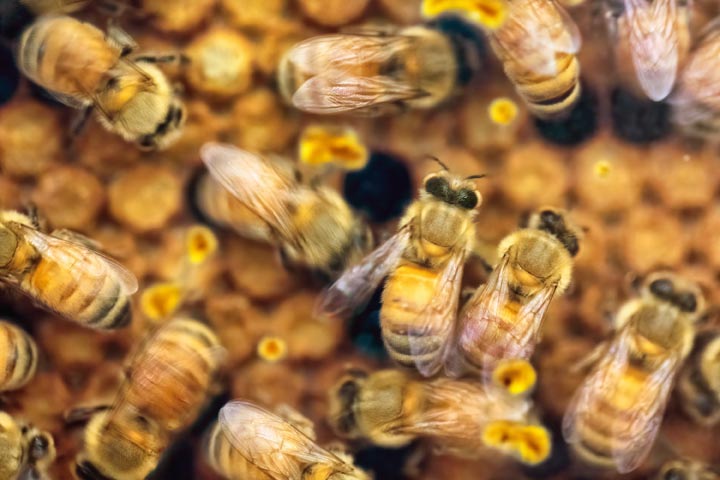 「姶良市豊留」クマバチ駆除の画像イメージ
