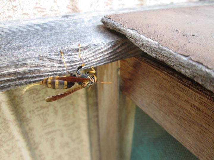 「広島県東広島市」アシナガバチ駆除の画像イメージ