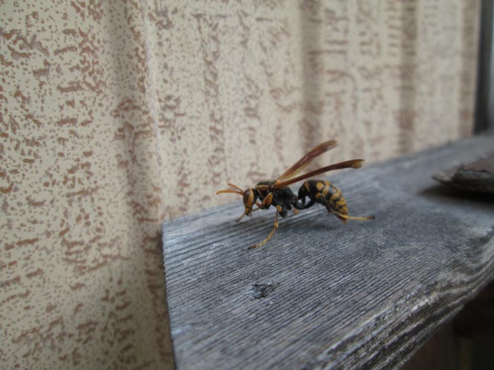「津久見市中央町」スズメバチ駆除の画像イメージ