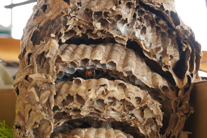 「須賀川市中曽根」ヒメスズメバチ駆除の画像イメージ