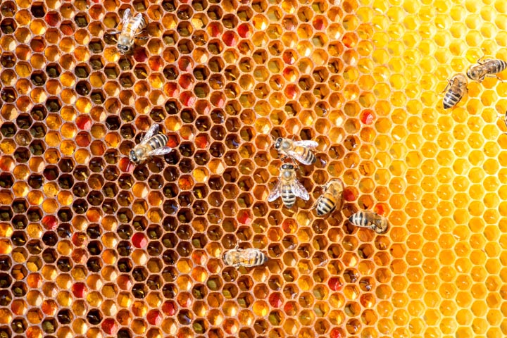「別府市南的ケ浜町」ヒメスズメバチ駆除の画像イメージ