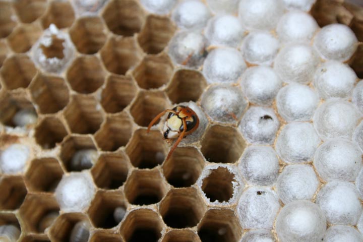 「竹原市東野町」クマバチ駆除の画像イメージ
