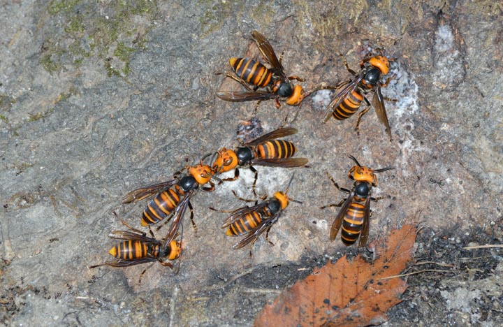 「萩市吉田町」ヒメスズメバチ駆除の画像イメージ