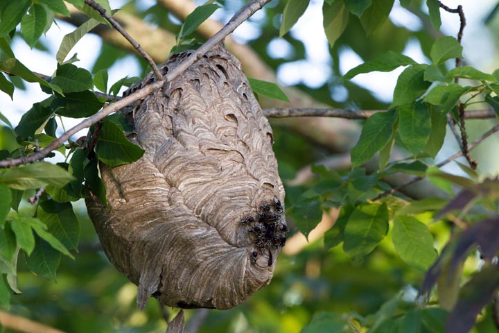 「南九州市頴娃町牧之内」コガタスズメバチ駆除の画像イメージ