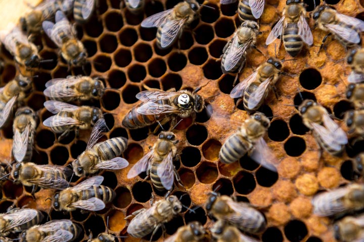 「阿蘇市黒川」ミツバチ駆除の画像イメージ