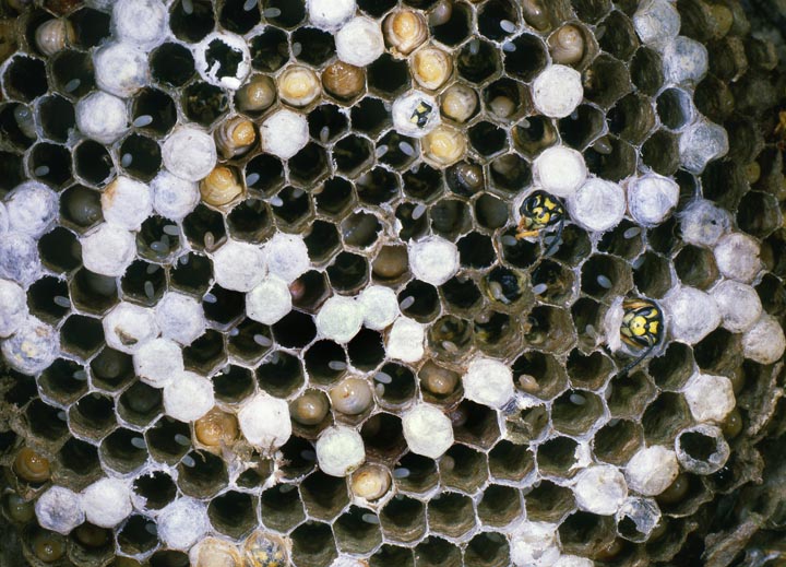 「玉名市岱明町大野下」アシナガバチ駆除の画像イメージ
