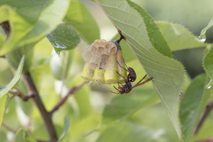 「荒尾市宮内」ヒメスズメバチ駆除の画像イメージ