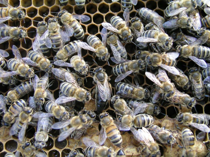 「萩市恵美須町」ミツバチ駆除の画像イメージ