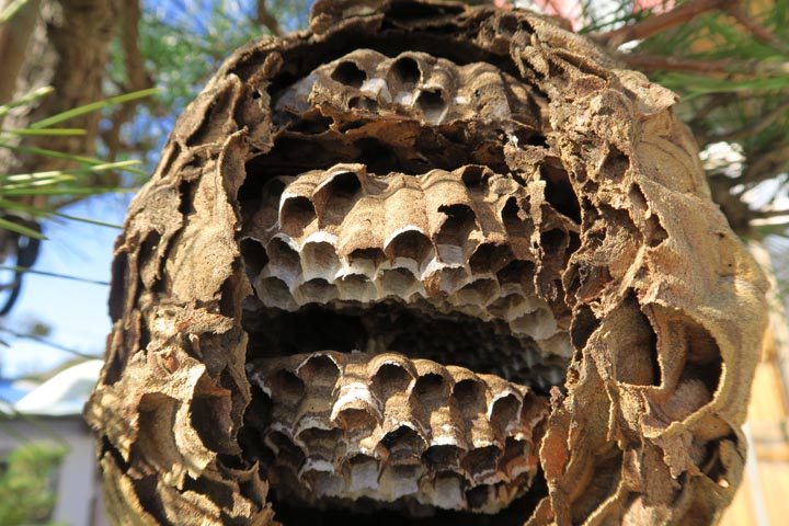 「備前市大内」アシナガバチ駆除の画像イメージ