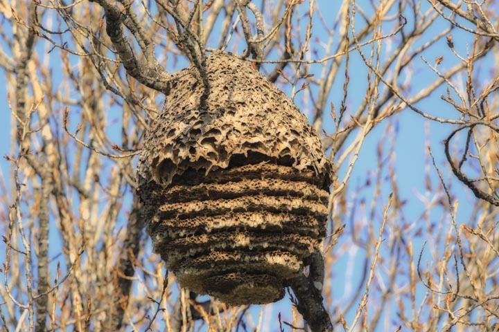 「郡山市中田」ミツバチ駆除の画像イメージ