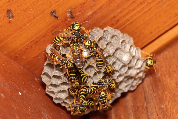 「宇土市一里木町」ヒメスズメバチ駆除の画像イメージ