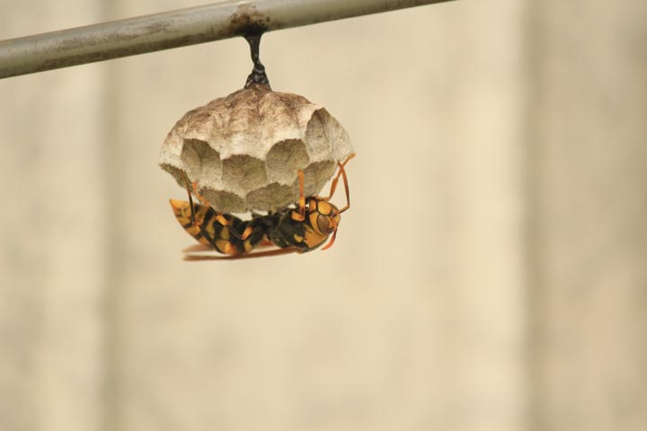 「尾道市平原」コガタスズメバチ駆除の画像イメージ