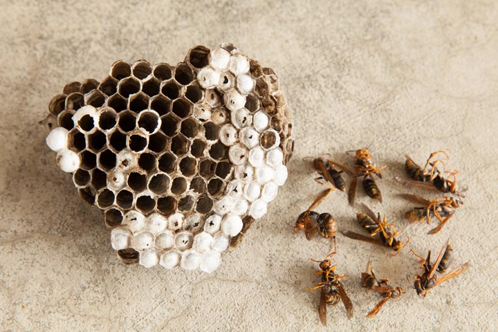 「三次市吉舎町安田」アシナガバチ駆除の画像イメージ