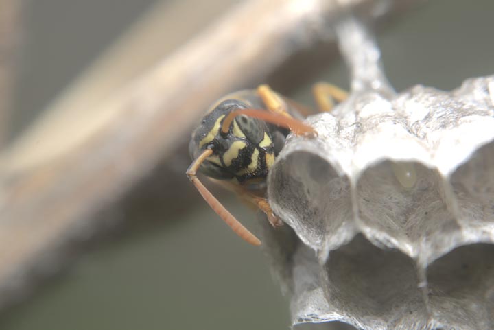 「玉名市玉名」コガタスズメバチ駆除の画像イメージ