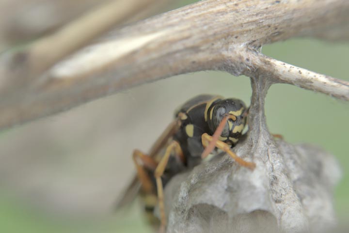 「荒尾市宮内出目」クマバチ駆除の画像イメージ