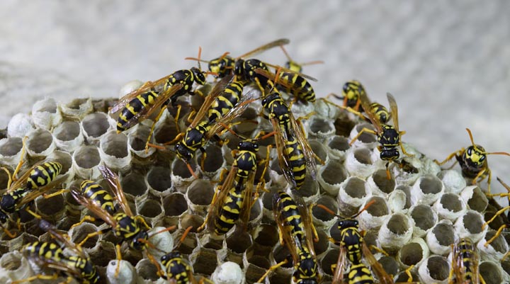 「八代市日奈久浜町」コガタスズメバチ駆除の画像イメージ