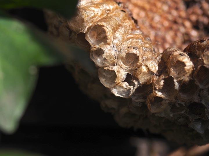 「新見市馬塚」アシナガバチ駆除の画像イメージ