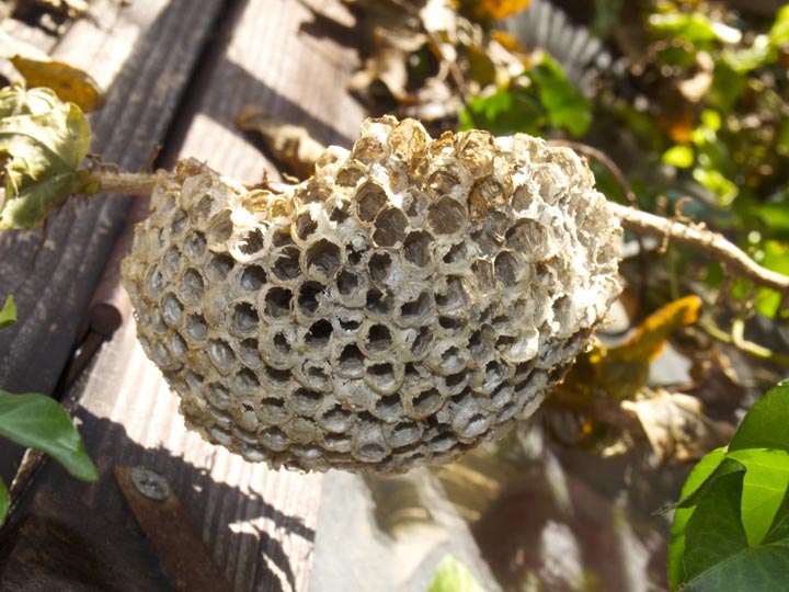 「山鹿市鹿央町梅木谷」ミツバチ駆除の画像イメージ