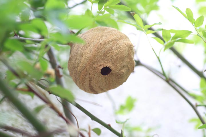 「鹿島市納富分」アシナガバチ駆除の画像イメージ