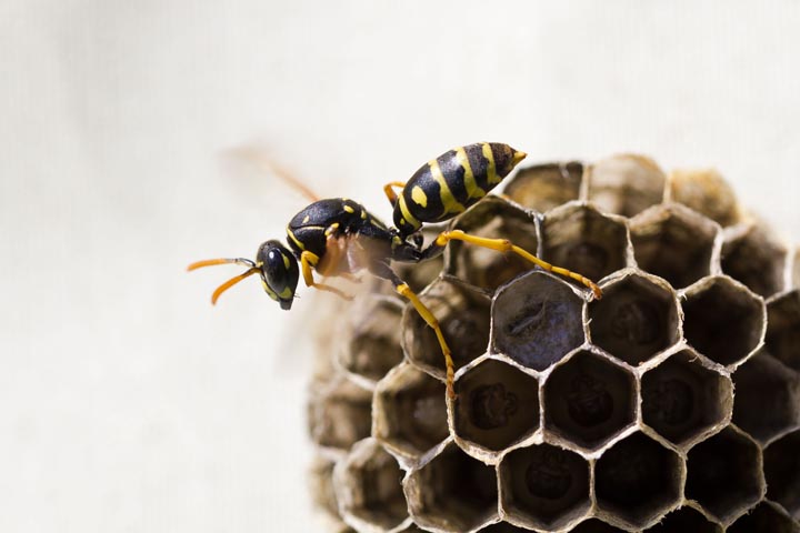 「周南市岡田町」キイロスズメバチ駆除の画像イメージ