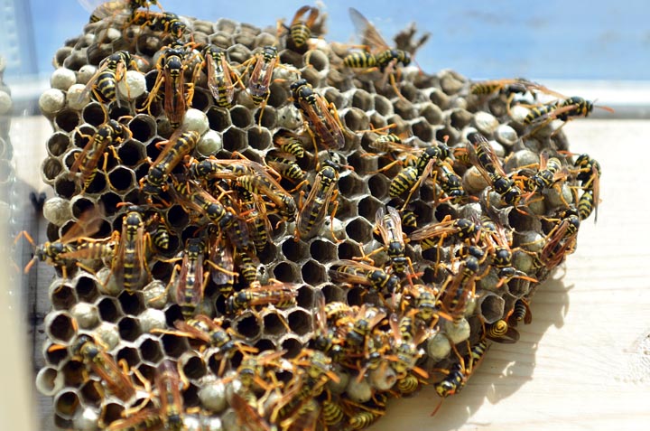 「周南市沖見町」オオスズメバチ駆除の画像イメージ
