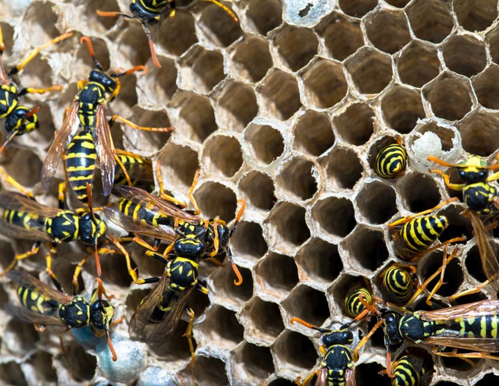 「宇部市南小串」オオスズメバチ駆除の画像イメージ