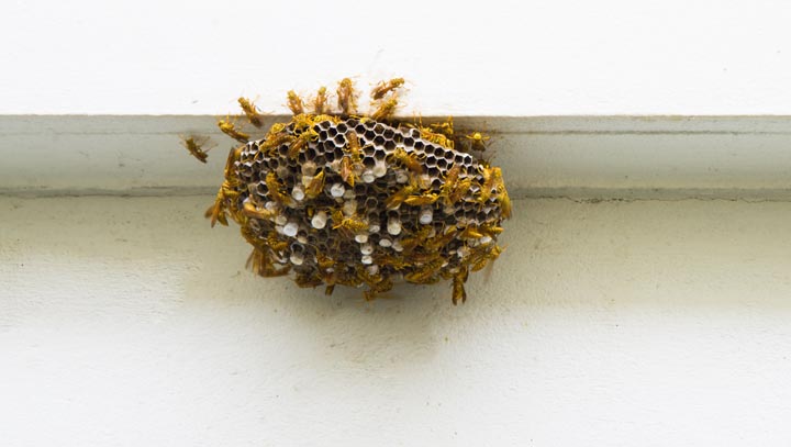 「廿日市市住吉」ヒメスズメバチ駆除の画像イメージ