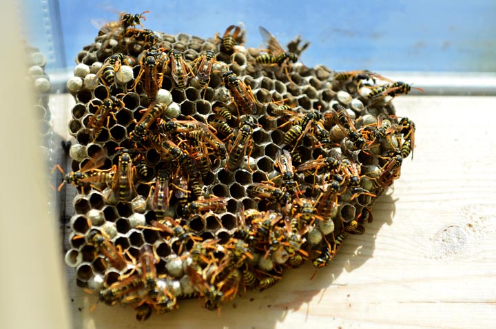 「日置市吹上町中原」コガタスズメバチ駆除の画像イメージ