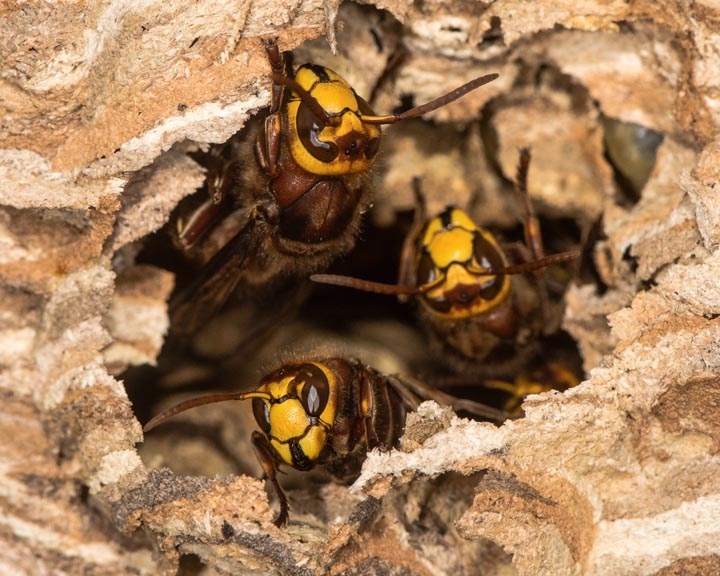「垂水市田神」アシナガバチ駆除の画像イメージ