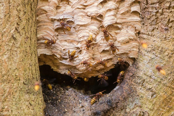 「多久市南多久町花祭」ヒメスズメバチ駆除の画像イメージ
