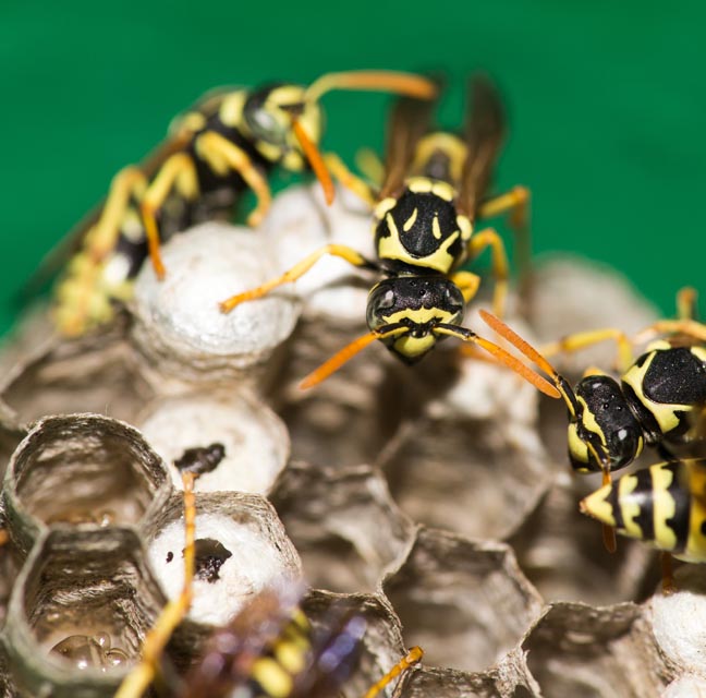 「防府市三田尻本町」キイロスズメバチ駆除の画像イメージ