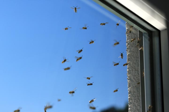 「防府市伊佐江町」ミツバチ駆除の画像イメージ