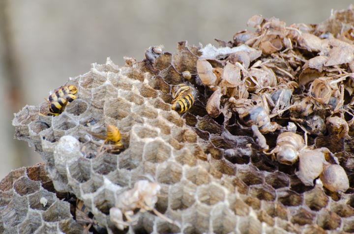 「廿日市市宮島町」キイロスズメバチ駆除の画像イメージ