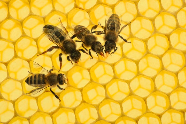 「光市小周防」スズメバチ駆除の画像イメージ