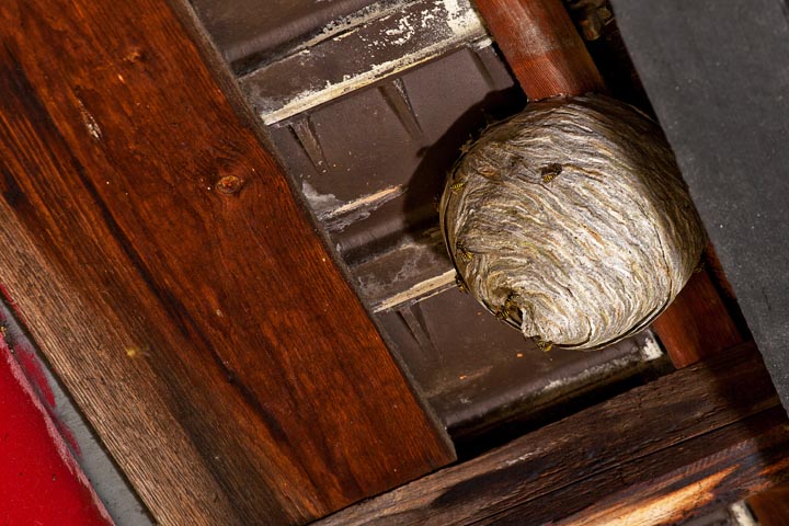 「相馬市原釜」キイロスズメバチ駆除の画像イメージ