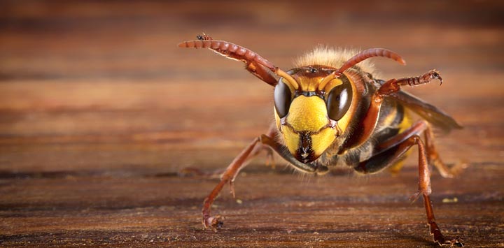 「鹿屋市海道町」ヒメスズメバチ駆除の画像イメージ