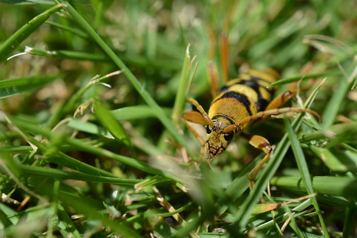 「福山市さくらの里」オオスズメバチ駆除の画像イメージ