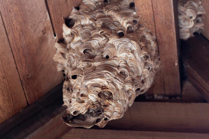 「佐伯市春日町」キイロスズメバチ駆除の画像イメージ