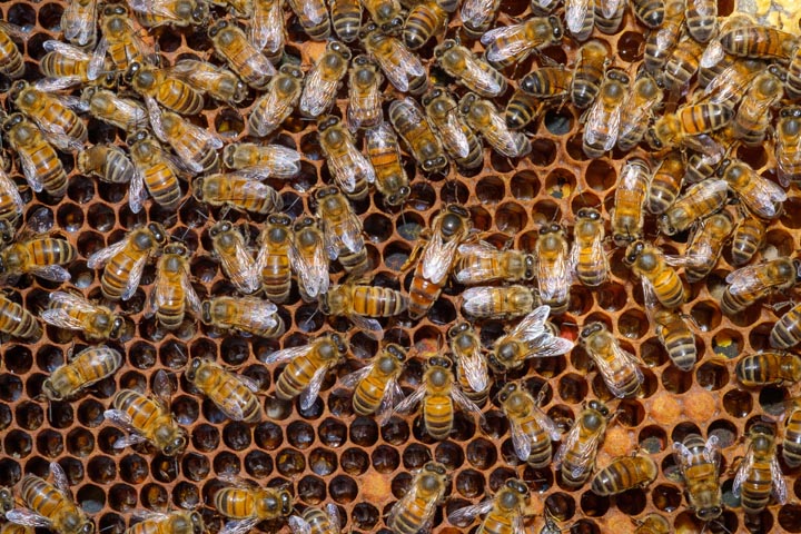 「阿久根市折口」ミツバチ駆除の画像イメージ