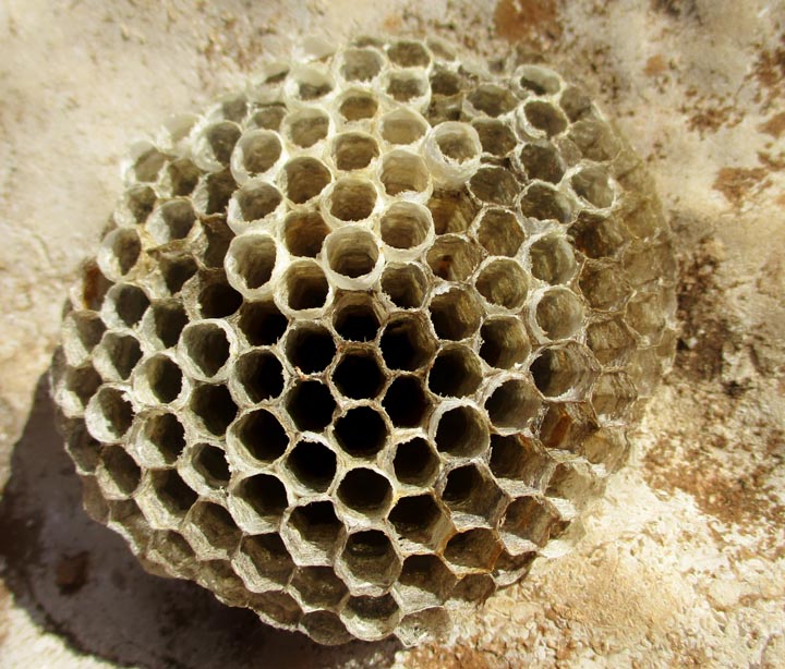 「合志市合生」コガタスズメバチ駆除の画像イメージ