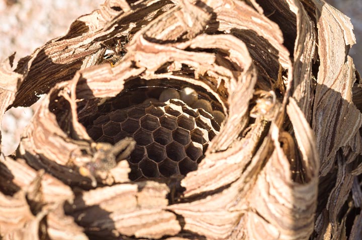 「廿日市市地御前」アシナガバチ駆除の画像イメージ